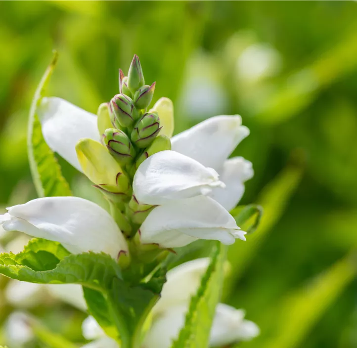 Garten-Schlangenkopf 'Alba'