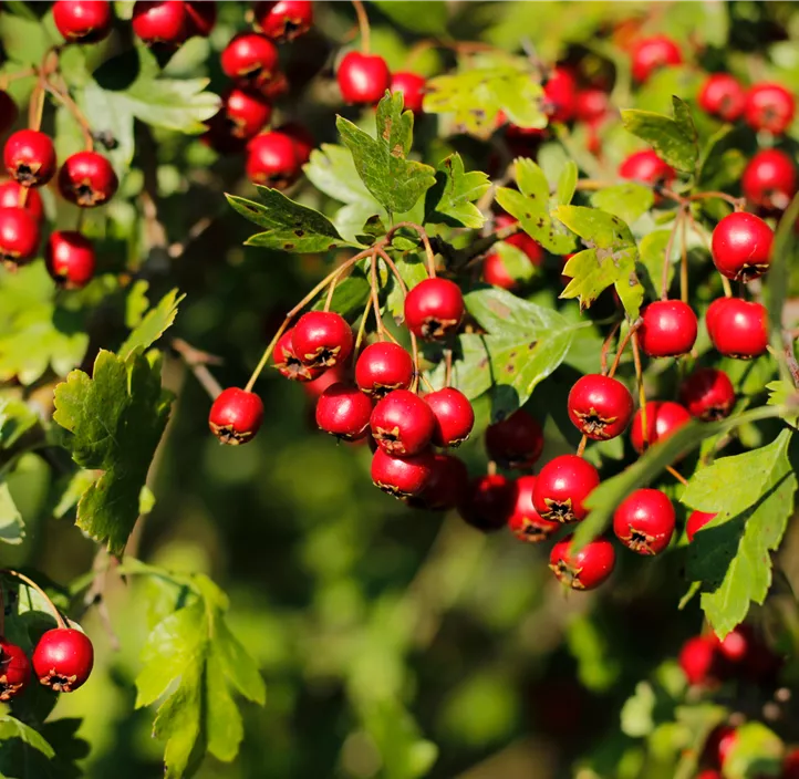 Eingriffeliger Weißdorn