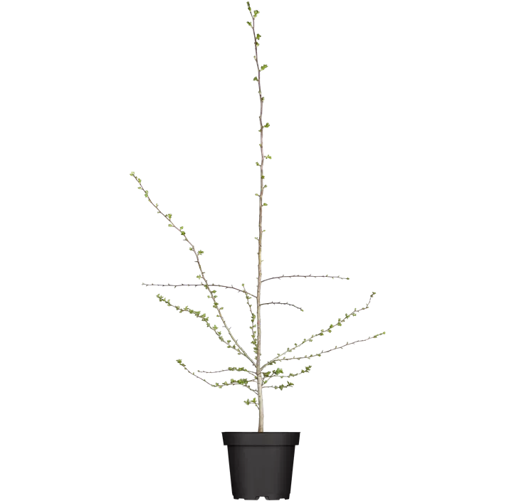 Eingriffeliger Weißdorn