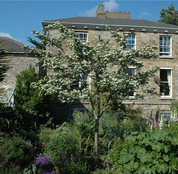 Eingriffeliger Weißdorn