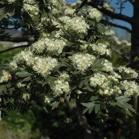 Crataegus monogyna