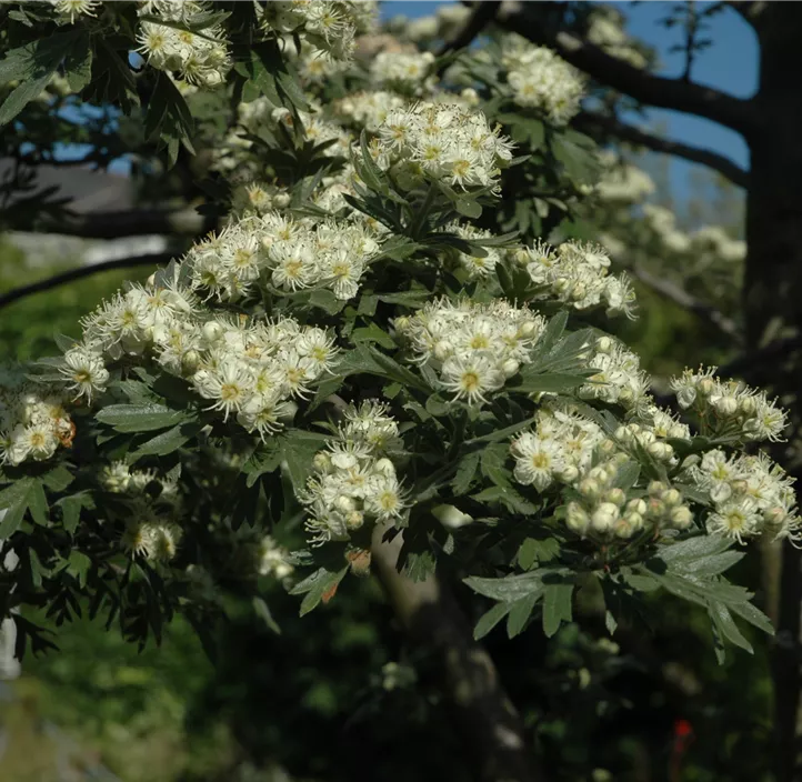 Eingriffeliger Weißdorn