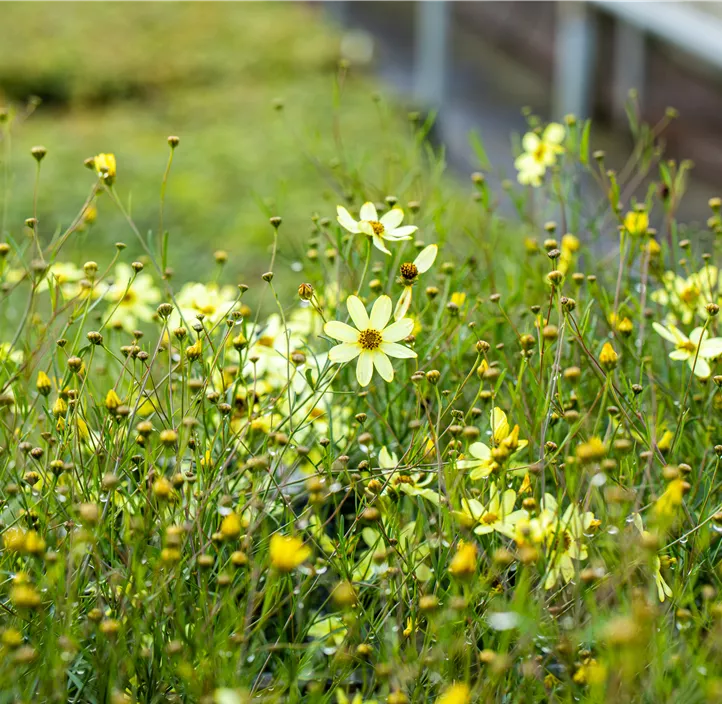 Mädchenauge 'Moonbeam'