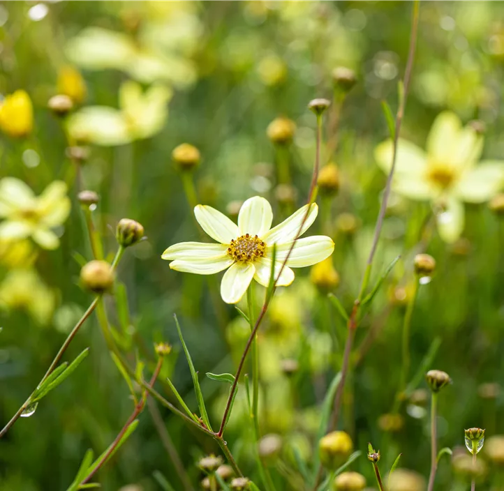 Mädchenauge 'Moonbeam'