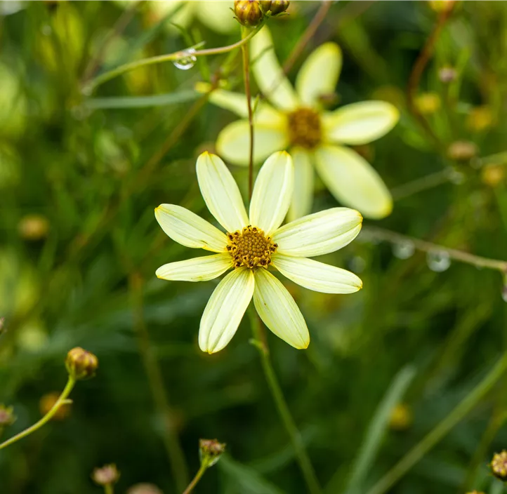 Mädchenauge 'Moonbeam'