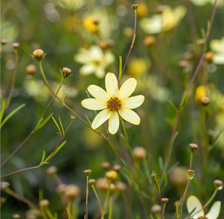 Mädchenauge 'Moonbeam'