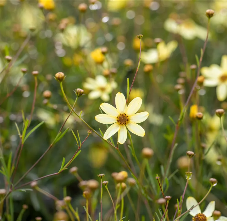 Mädchenauge 'Moonbeam'