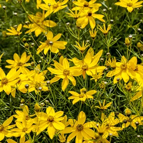 Coreopsis verticilata 'Zagreb'