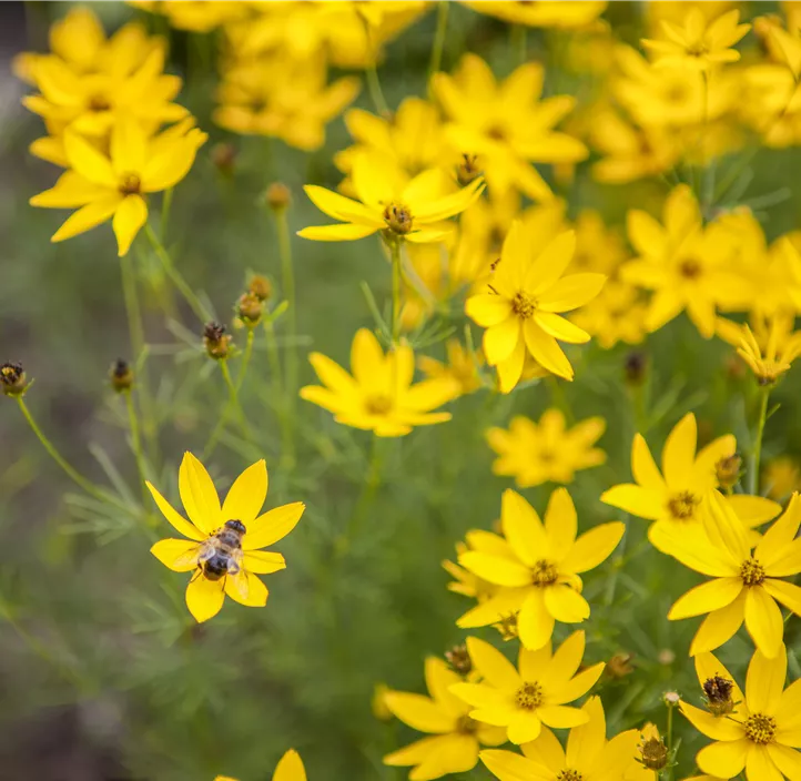 Mädchenauge 'Zagreb'