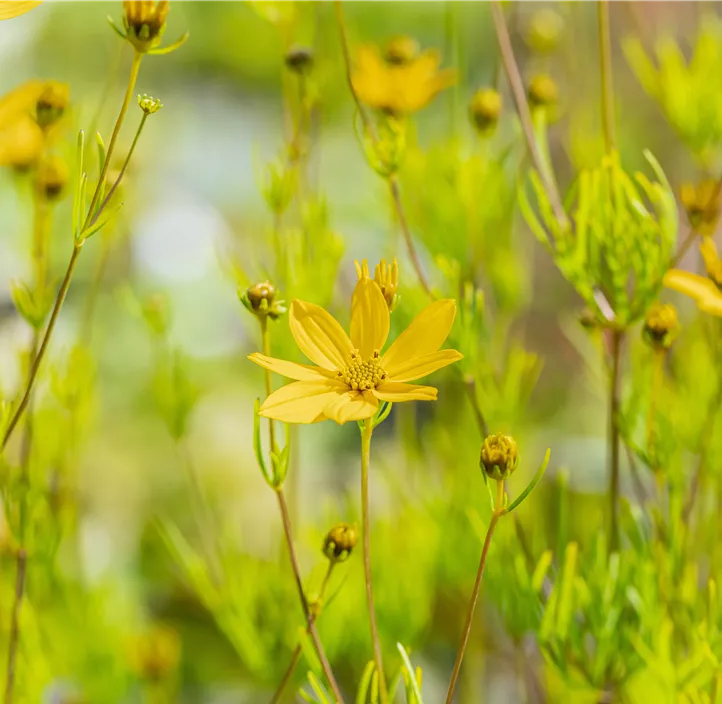 Mädchenauge 'Zagreb'