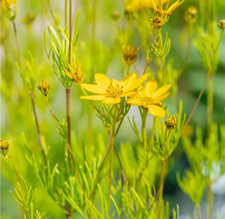 Mädchenauge 'Zagreb'