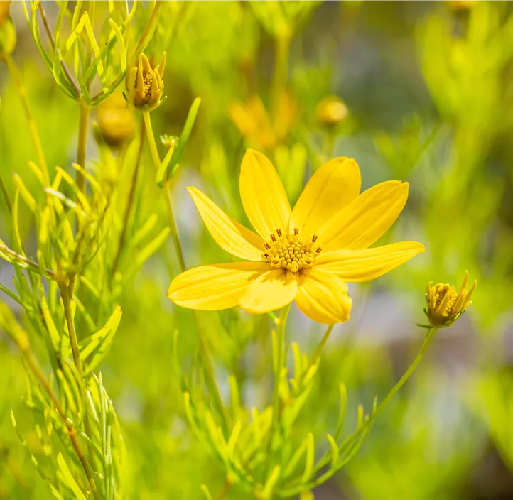 Mädchenauge 'Zagreb'
