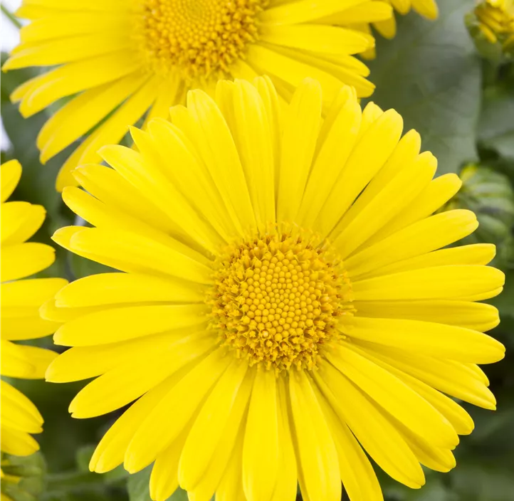 Garten-Gämswurz 'Little Leo'