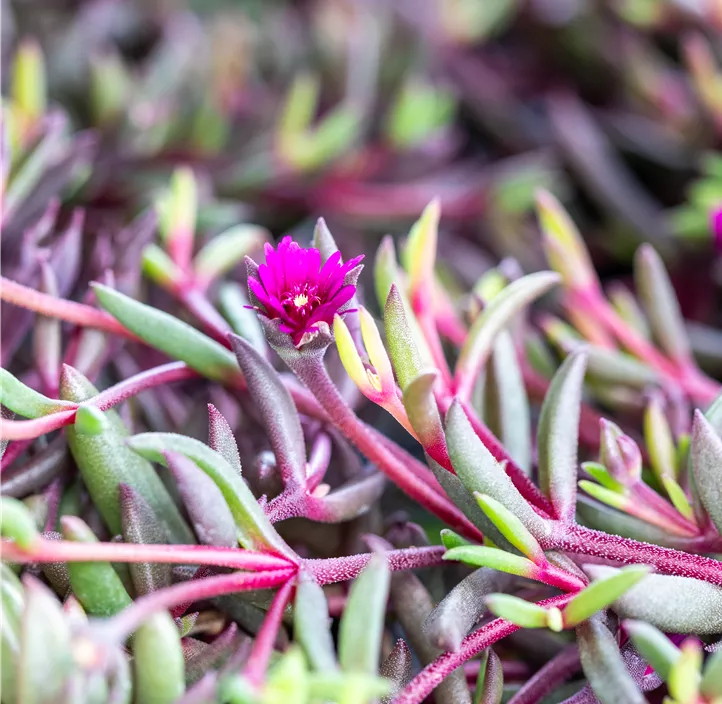 Mittagsblume 'Desert Dancers Purple'