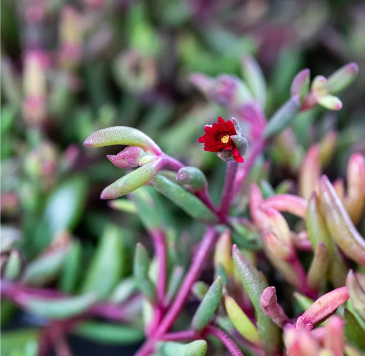 Mittagsblume 'Desert Dancers Purple'