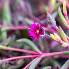 Delosperma 'Desert Dancers Purple'