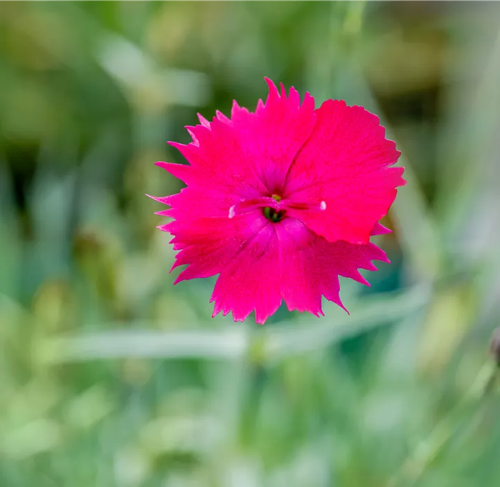 Pfingst-Nelke 'Badenia'