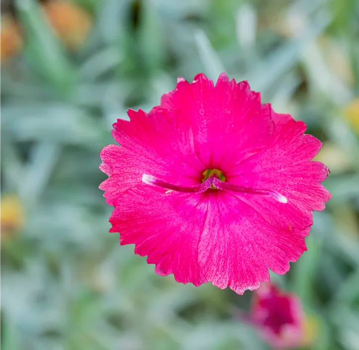 Pfingst-Nelke 'Badenia'