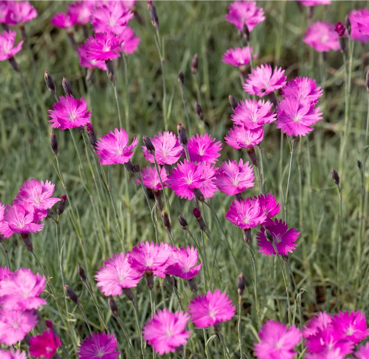 Garten-Pfingst-Nelke 'Feuerhexe'