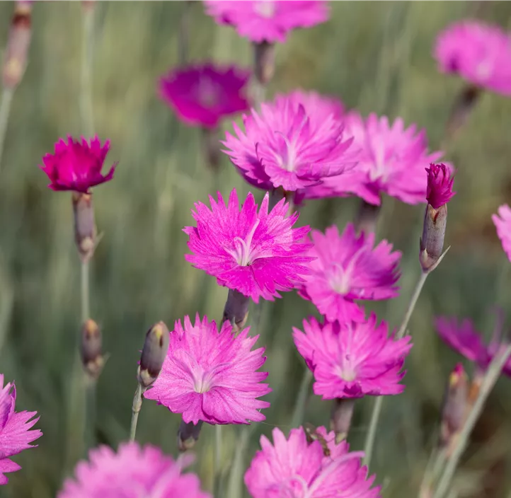 Garten-Pfingst-Nelke 'Feuerhexe'