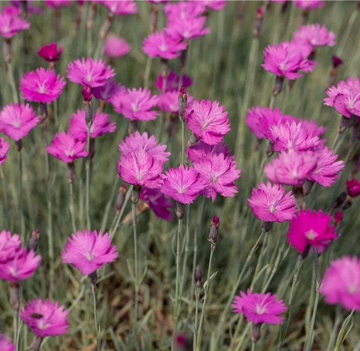 Garten-Pfingst-Nelke 'Feuerhexe'
