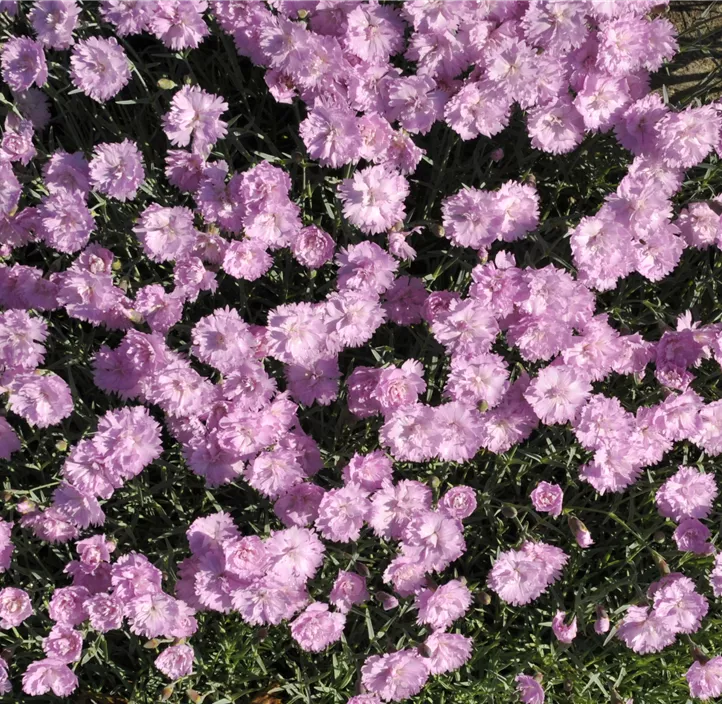 Garten-Pfingst-Nelke 'Pink Jewel'