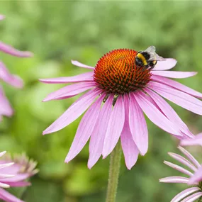Echinacea purpurea Magnus