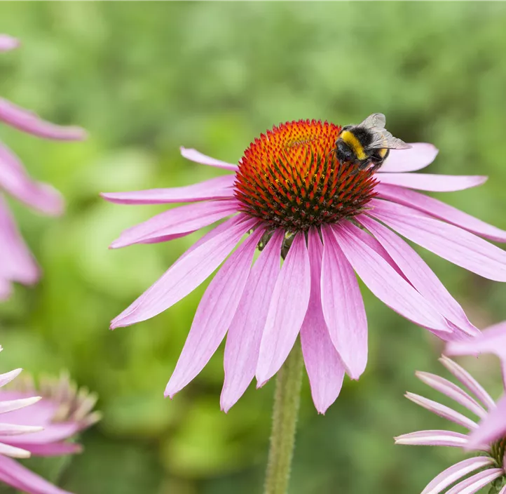 Garten-Scheinsonnenhut 'Magnus'