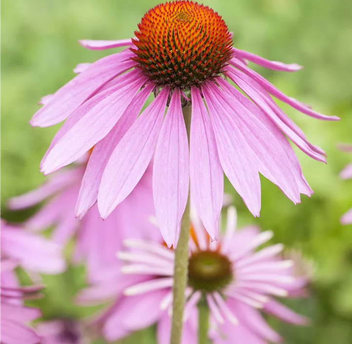 Garten-Scheinsonnenhut 'Magnus'