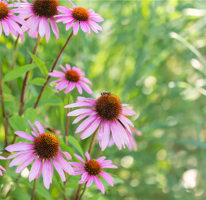 Garten-Scheinsonnenhut 'Magnus'