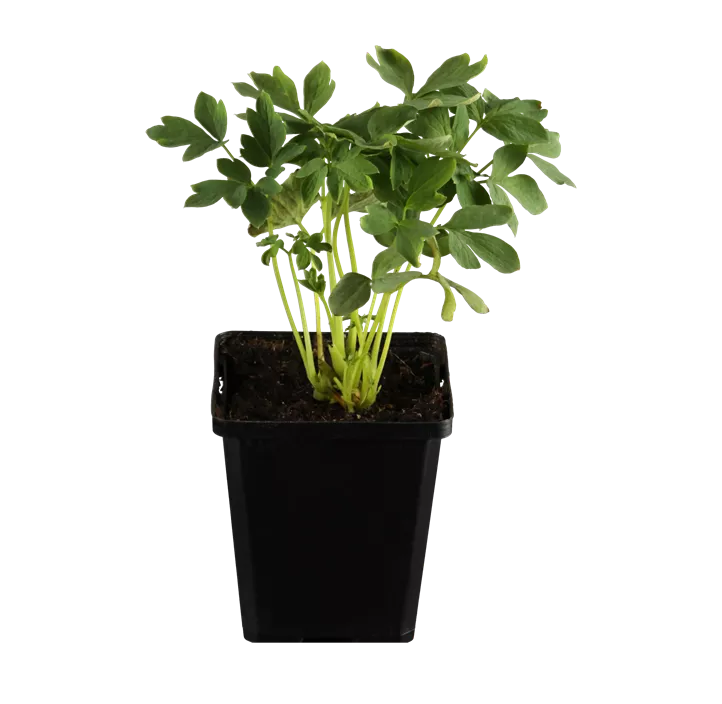 Hohe Garten-Herzblume 'Alba'