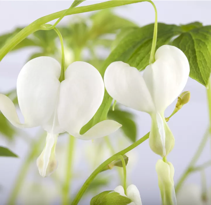 Hohe Garten-Herzblume 'Alba'