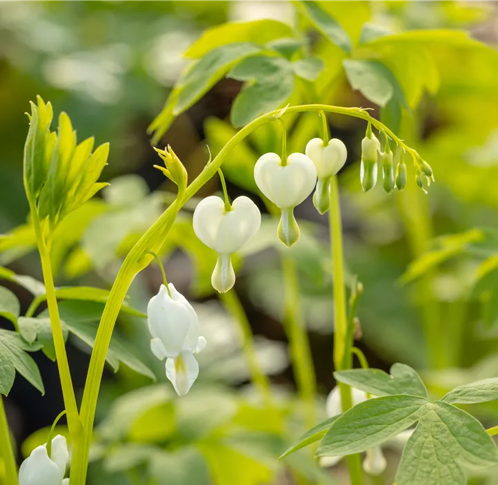 Hohe Garten-Herzblume 'Alba'