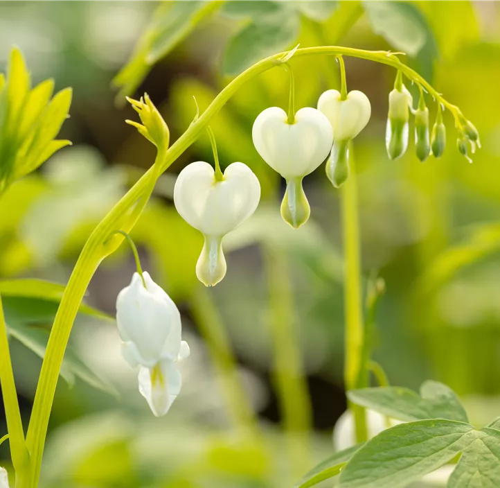 Hohe Garten-Herzblume 'Alba'