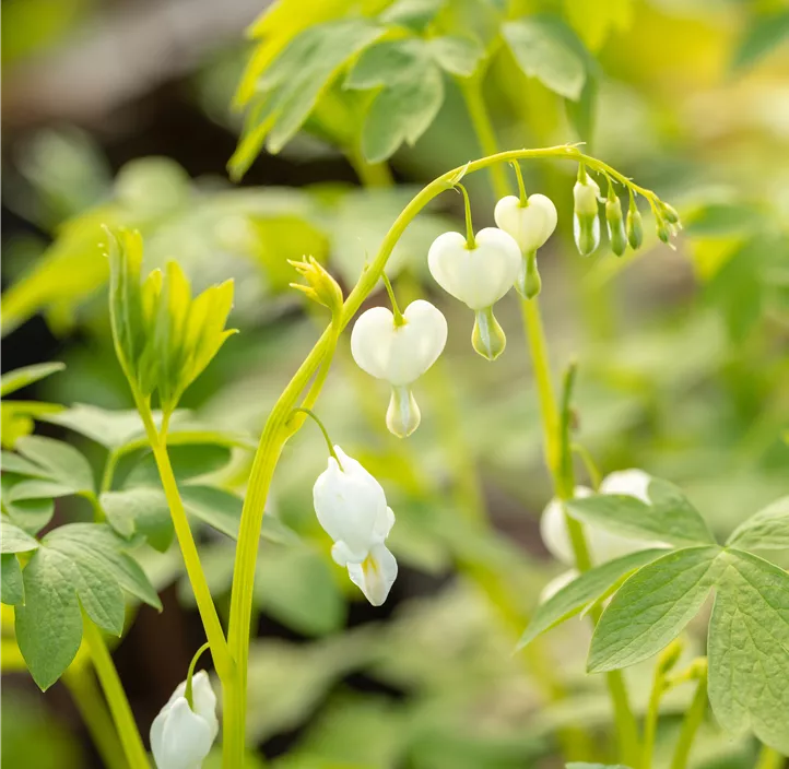Hohe Garten-Herzblume 'Alba'