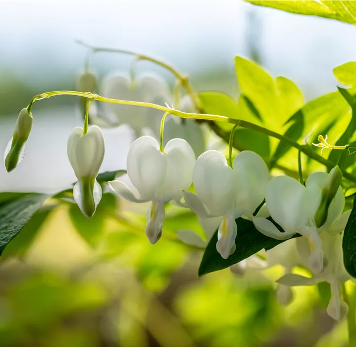 Hohe Garten-Herzblume 'Alba'