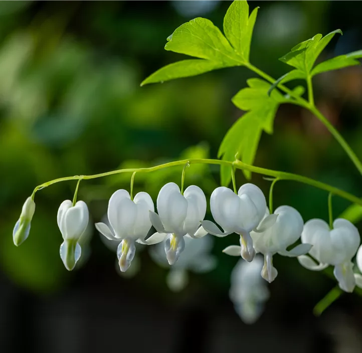 Hohe Garten-Herzblume 'Alba'