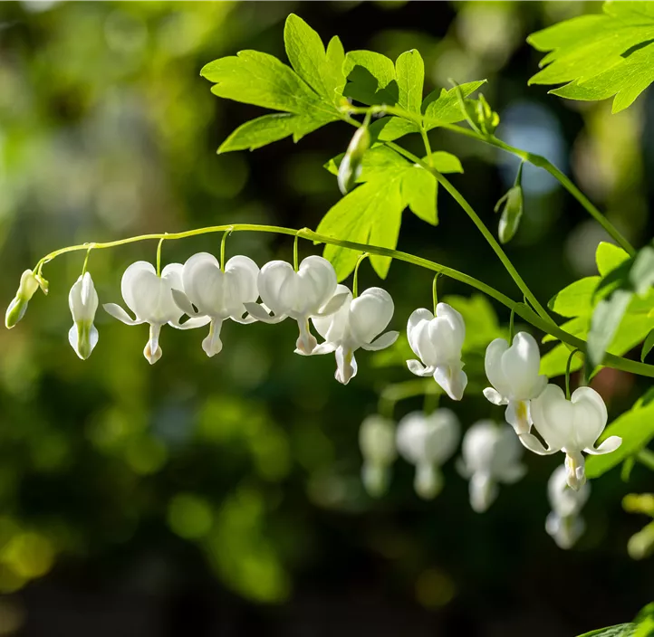Hohe Garten-Herzblume 'Alba'