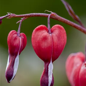 Dicentra spectabilis Valentine