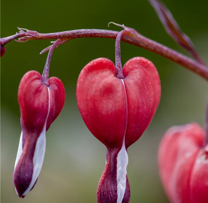 Tränendes Herz 'Valentine'®