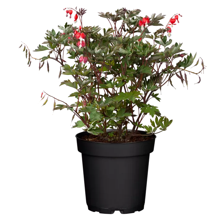 Tränendes Herz 'Valentine'®