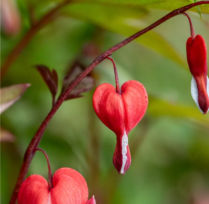 Tränendes Herz 'Valentine'®