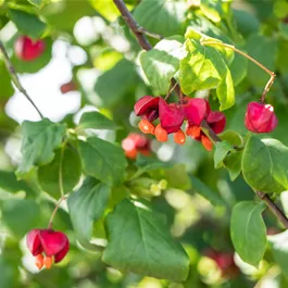 Euonymus europaeus