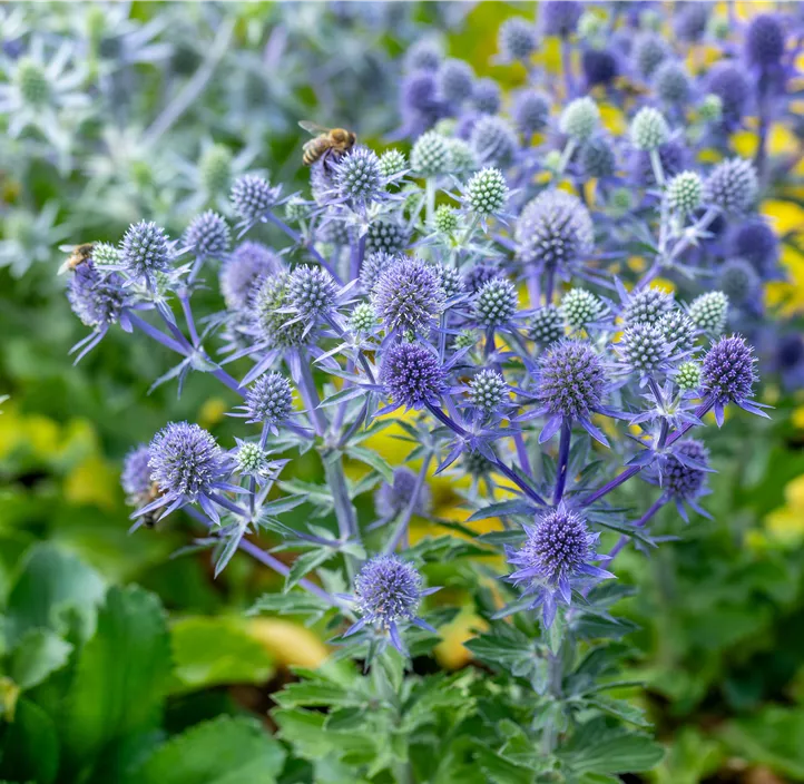 Kleiner Mannstreu 'Blue Hobbit'