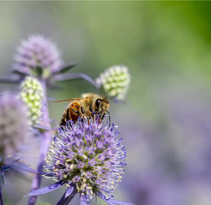 Kleiner Mannstreu 'Blue Hobbit'
