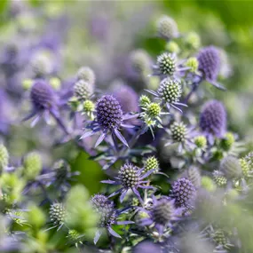 Eryngium planum Blue Hobbit