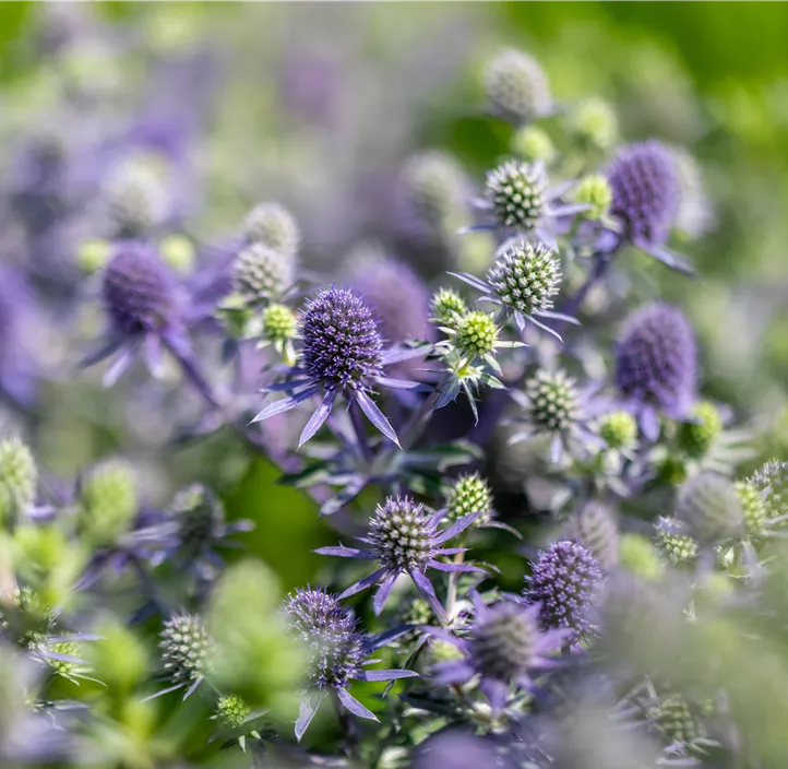 Kleiner Mannstreu 'Blue Hobbit'