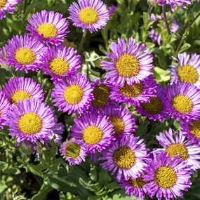 Erigeron glaucus 'Sea Breeze'