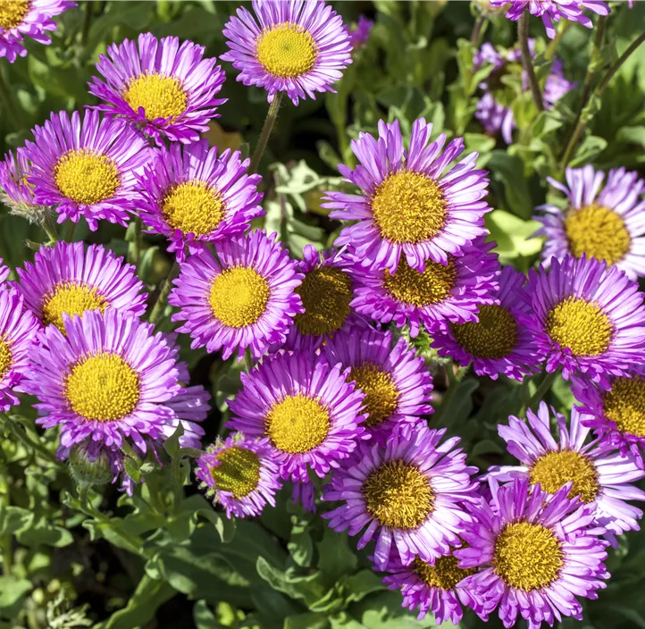 Garten-Berufkraut 'Sea Breeze'®