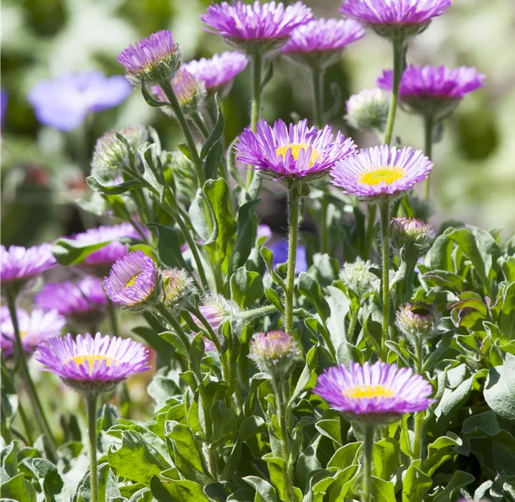 Garten-Berufkraut 'Sea Breeze'®